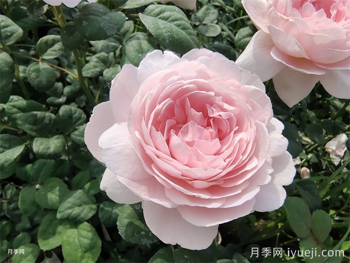 瑞典女王月季(图1) 瑞典女王月季(图1)