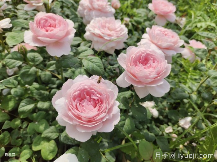 瑞典女王月季(图2) 瑞典女王月季(图2)