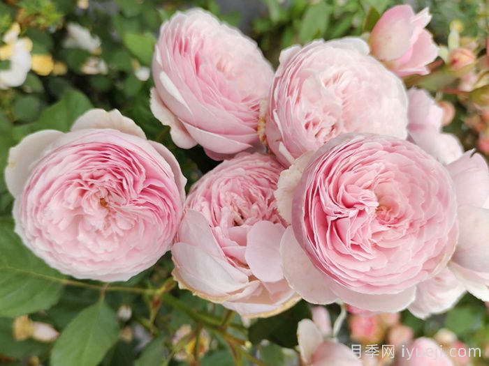 瑞典女王月季(图4) 瑞典女王月季(图4)