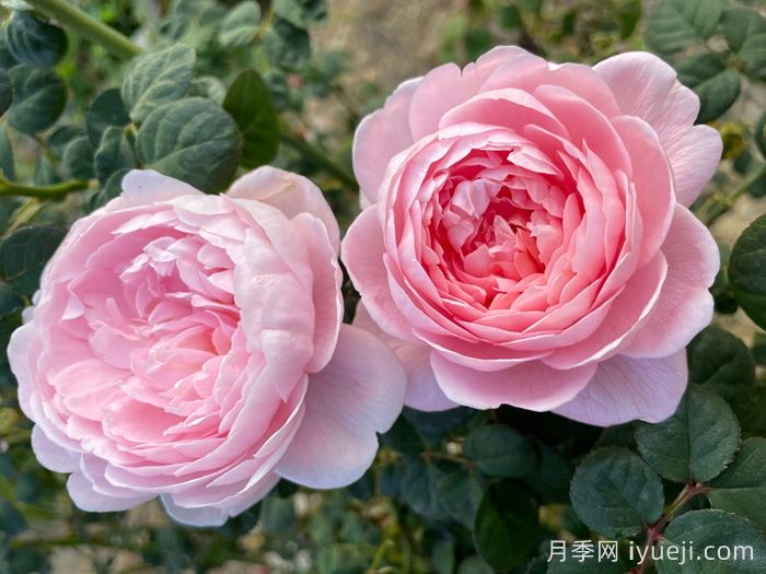 瑞典女王月季(图3) 瑞典女王月季(图3)