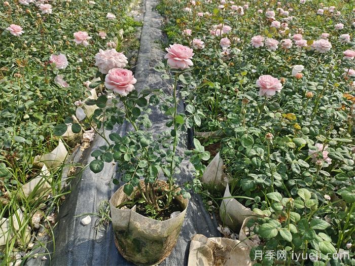 瑞典女王月季(图5) 瑞典女王月季(图5)