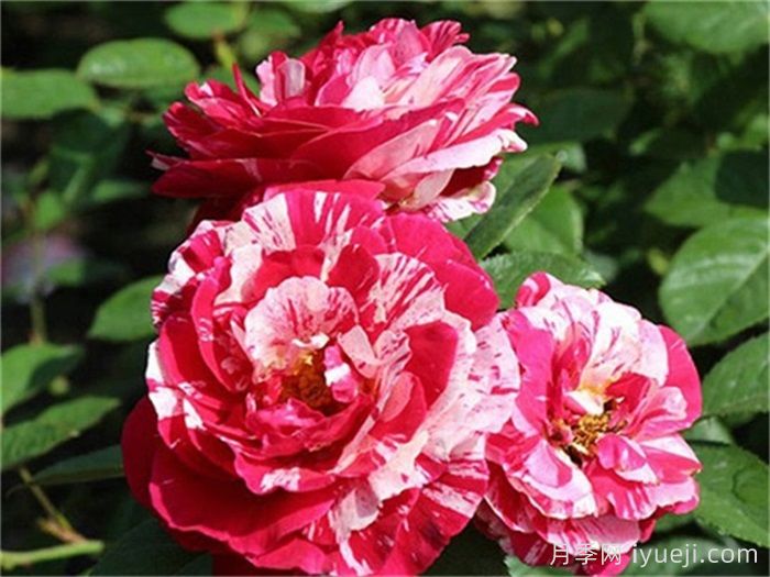 又香又美，全球最香月季10大排行榜(图8)