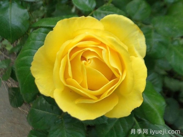 又香又美，全球最香月季10大排行榜(图10)