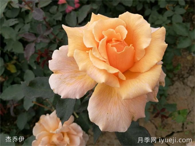 又香又美，全球最香月季10大排行榜(图14)