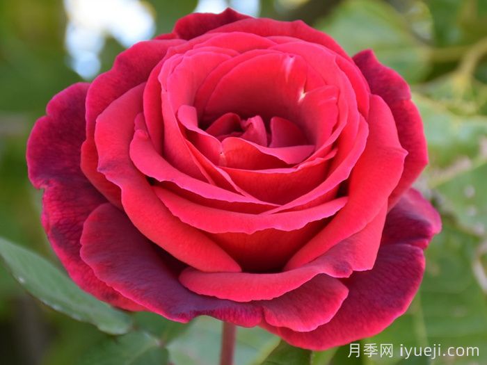 又香又美，全球最香月季10大排行榜(图16)