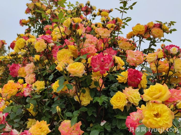 藤彩虹月季(图1) 藤彩虹月季(图1)