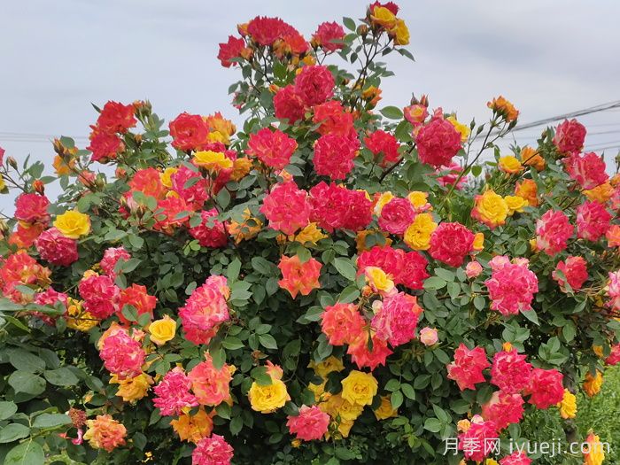 藤彩虹月季(图2) 藤彩虹月季(图2)