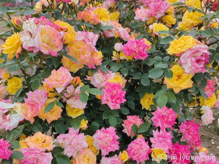 藤彩虹月季(图3) 藤彩虹月季(图3)