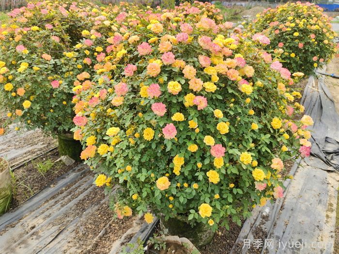 藤彩虹月季(图4) 藤彩虹月季(图4)