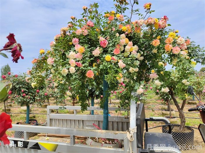 藤彩虹月季(图5) 藤彩虹月季(图5)