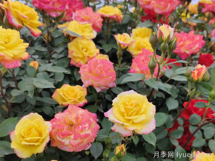 藤彩虹月季(图6) 藤彩虹月季(图6)