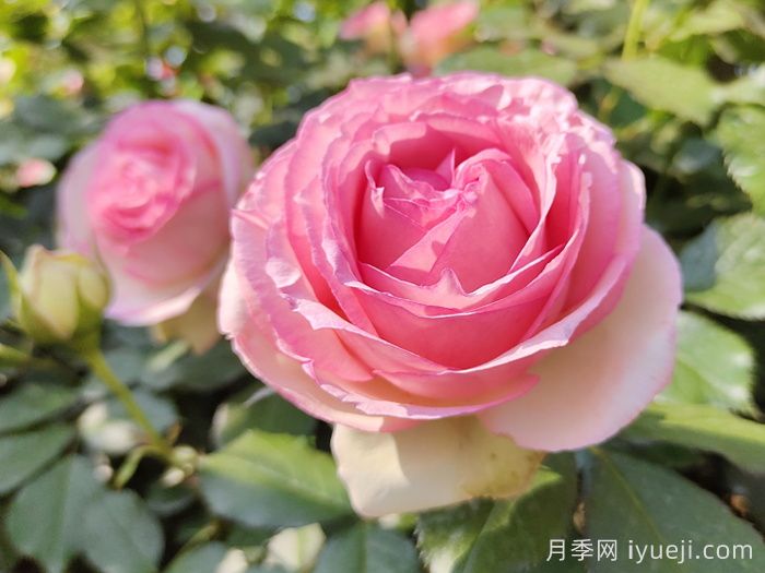 粉龙月季/粉色龙沙宝石月季(图1)