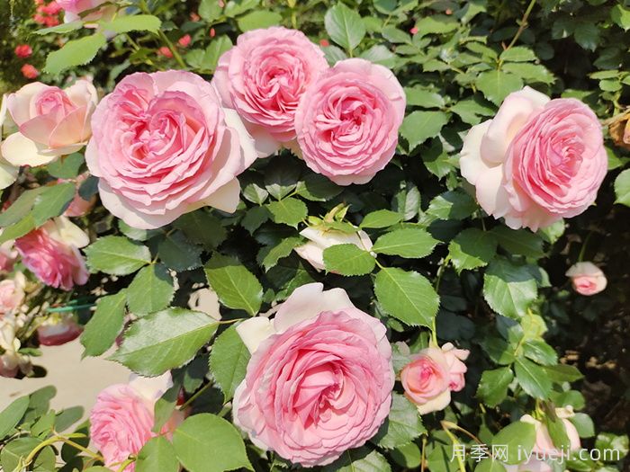 粉龙月季/粉色龙沙宝石月季(图3)