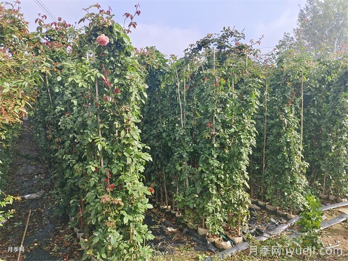 粉龙月季/粉色龙沙宝石月季(图4)