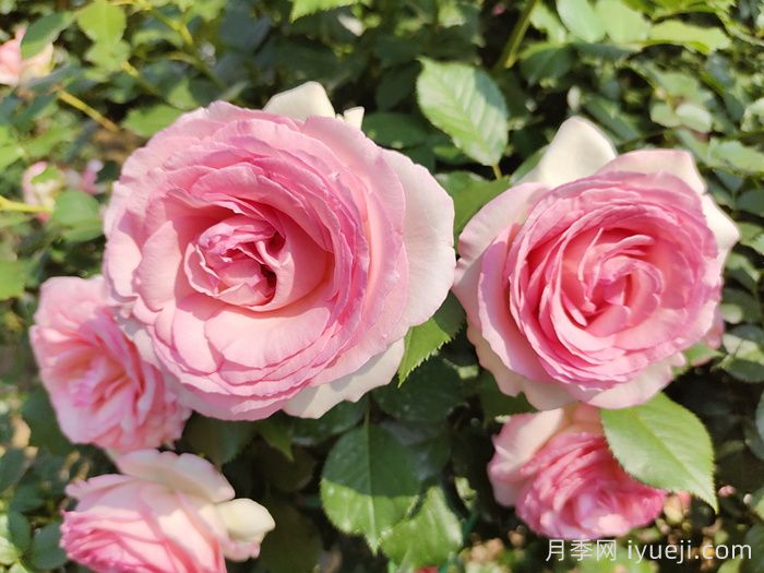粉龙月季/粉色龙沙宝石月季(图5)