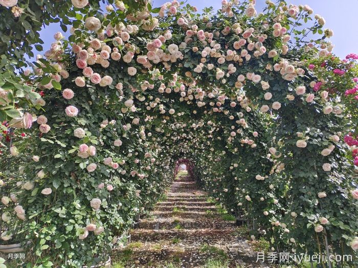 粉龙月季/粉色龙沙宝石月季(图7)