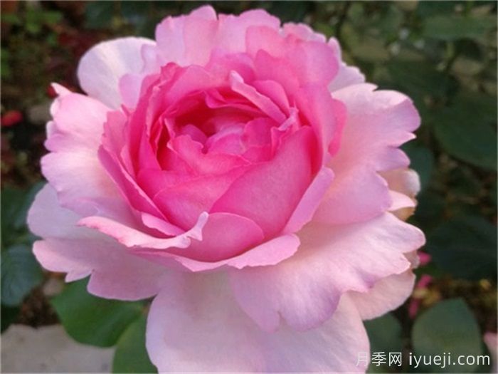 10大伊芙系列月季品种，花大浓香十分诱人(图3)