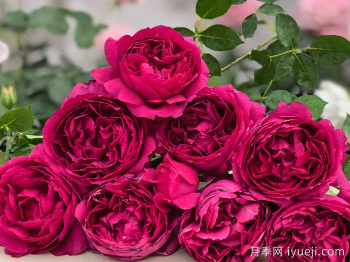 10大伊芙系列月季品种，花大浓香十分诱人(图6)
