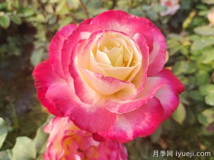 红双喜月季/双份喜悦月季(图1) 红双喜月季/双份喜悦月季(图1)