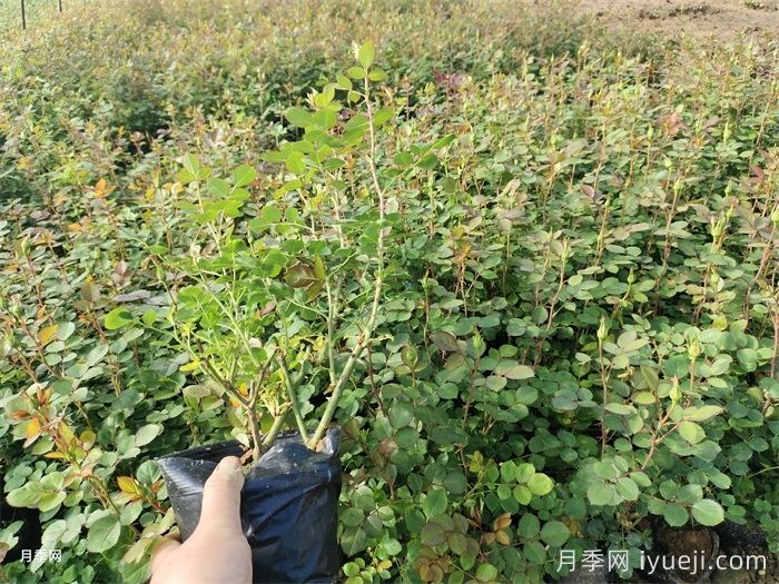 月季培养的移栽技能(图1) 月季培养的移栽技能(图1)