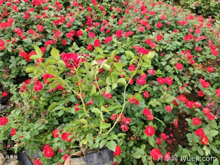 北京红月季(图5)