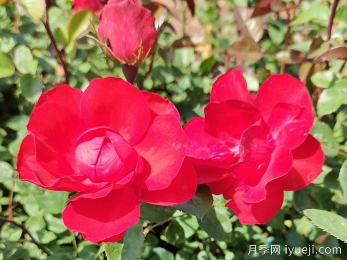 北京红月季(图2)