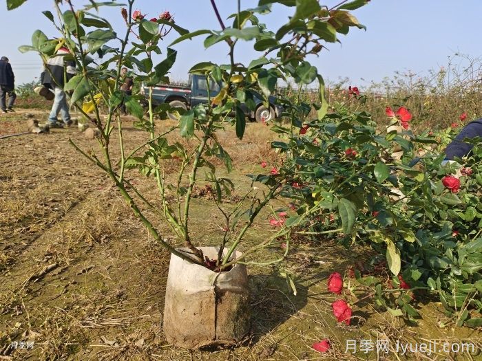 北京红月季(图6)