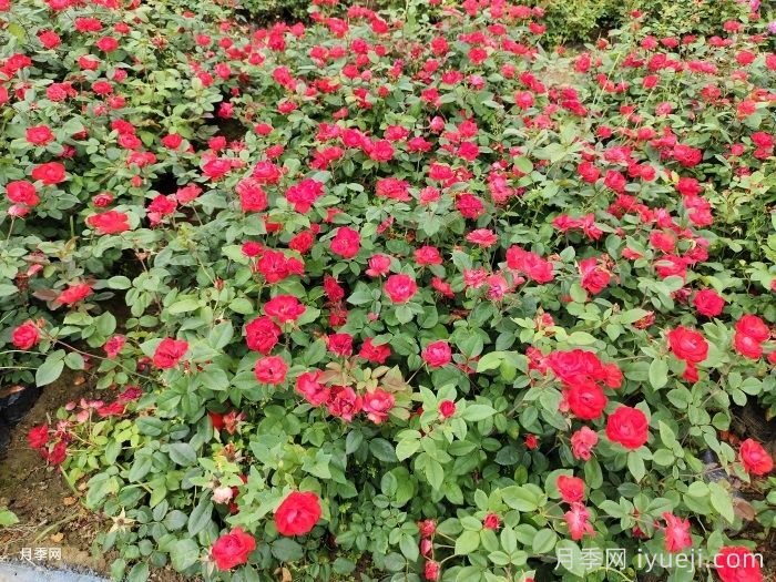 北京红月季(图7)