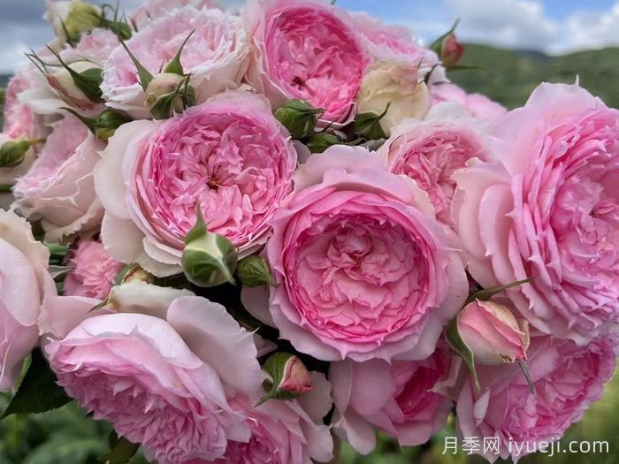 溶溶月月季(图4)