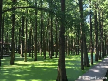 江苏苗木种植面积276万亩，常州夏溪沭阳产销旺