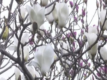 南阳社旗：赵河游园玉兰花开美如画