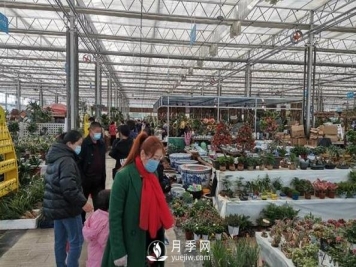 临沂花木博览城人气旺