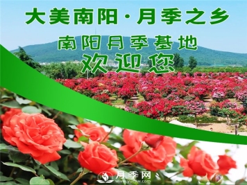 让南阳月季花香飘神州大地
