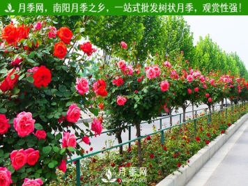 月季网为月季花农拓销路 园区为客户种好月季