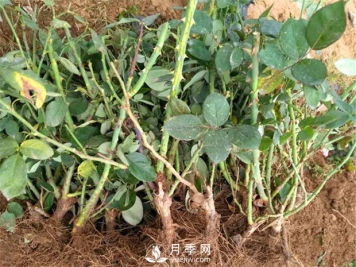 3万棵品种月季裸根苗发往山东