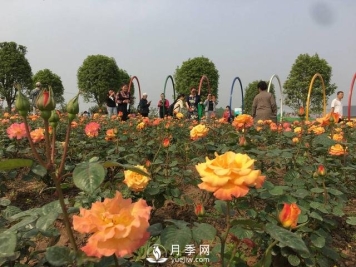 四川自贡月季花海盛放迎客 百万株月季吸引近万市民打卡