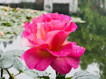 杭州第九届西湖月季花精品展在西湖名园郭庄开幕