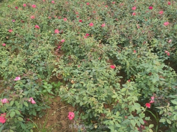 商丘大花月季苗期间怎样管理呢？