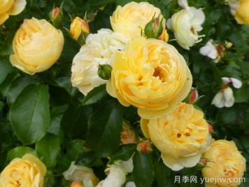 英国皇家园艺学会(RHS ROTY)年度月季品种介绍