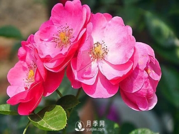 藤本月季哪些品种好？