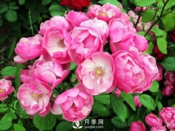 藤本月季多少钱？藤本月季价格相差大差距在哪？