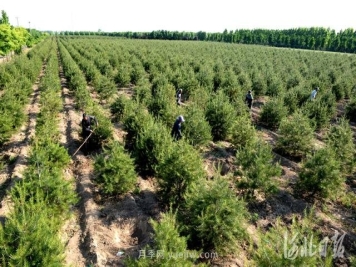 河北邢台：景观苗木助增收