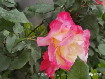 市花月季扮靓陕西渭南，朝阳大街成了鲜花大道