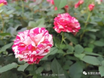 山东东营：月季盛开，这里的春天，太美了