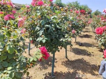 月季树，玫瑰树，树状月季的优势
