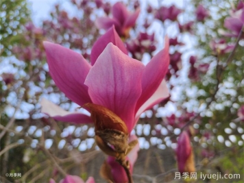红玉兰和紫玉兰如何区别？看这两处就清楚了