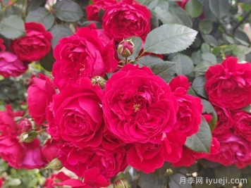 弗洛伦蒂娜月季/蒂娜/佛罗伦萨