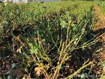 月季开花后如何进行正确的修剪？