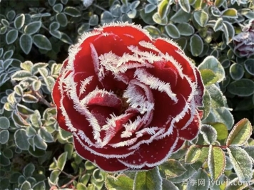 12月份月季应该如何养护？