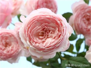 美咲月季，一个惊艳的日本仙女月季